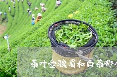 茶叶金骏眉和白茶哪个好/2023032798241