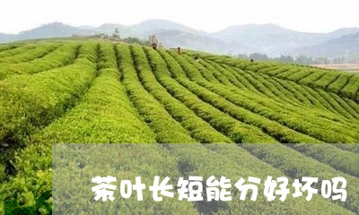 茶叶长短能分好坏吗/2023032277149