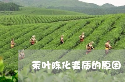 茶叶陈化变质的原因/2023032237361