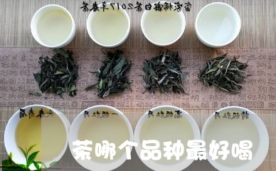 茶哪个品种最好喝/2023032491626