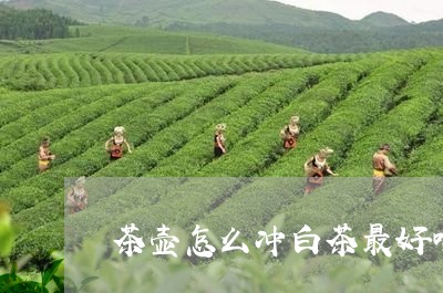 茶壶怎么冲白茶最好喝呢/2023032744057