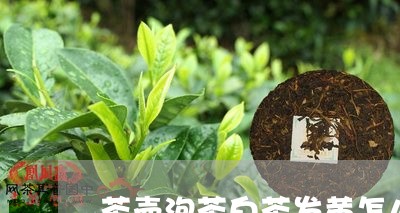 茶壶泡茶白茶发黄怎么办/2023032775025