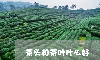 茶头和茶叶什么好/2023032792738