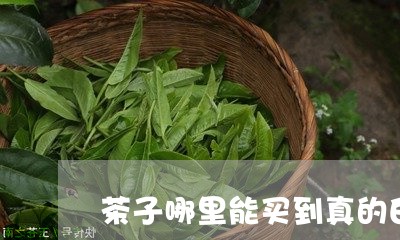 茶子哪里能买到真的白茶/2023032701824