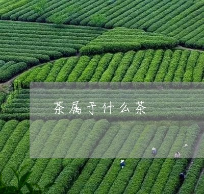 茶属于什么茶/2023032305160