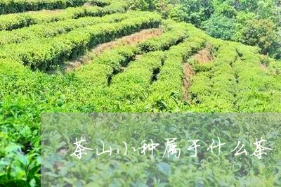 茶山小种属于什么茶/2023041692947