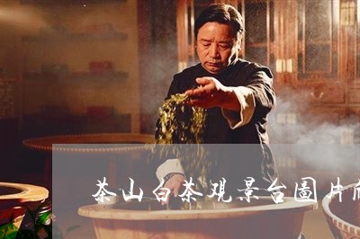 茶山白茶观景台图片欣赏/2023032756137