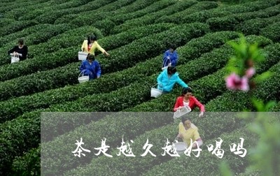 茶是越久越好喝吗/2023032244846