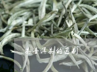 茶普洱茶的区别/2023041135050