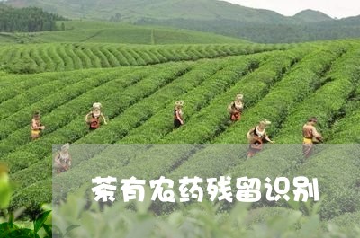 茶有农药残留识别/2023032251537