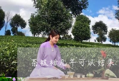 茶枝柑几年可以结果/2023041617179