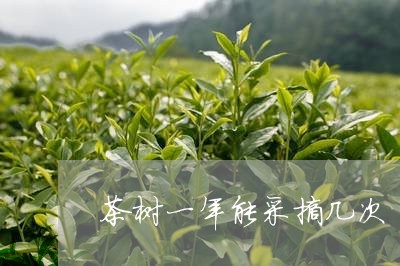 茶树一年能采摘几次/2023041682826