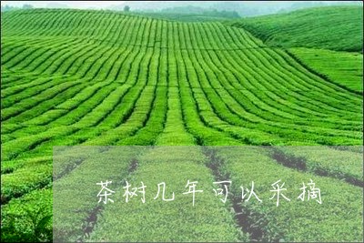 茶树几年可以采摘/2023032446161