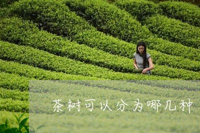 茶树可以分为哪几种/2023041526179