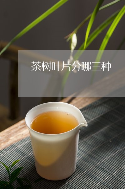 茶树叶片分哪三种/2023032491806