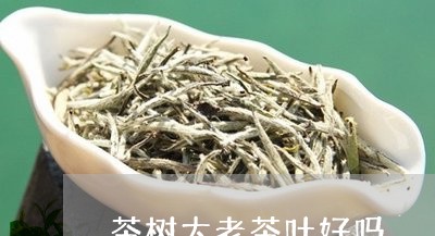 茶树太老茶叶好吗/2023032604067