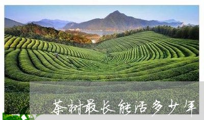 茶树最长能活多少年/2023032013946