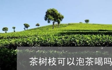 茶树枝可以泡茶喝吗/2023041691471