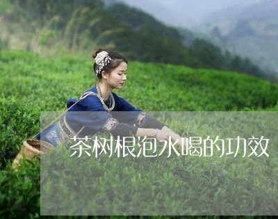 茶树根泡水喝的功效/2023031932836