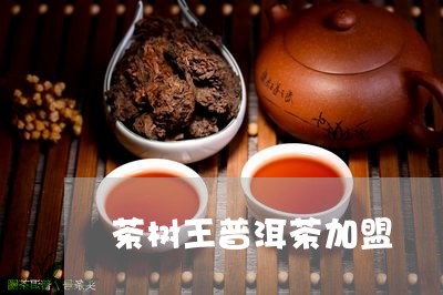 茶树王普洱茶加盟/2023033072950