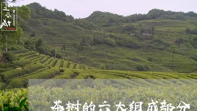 茶树的六大组成部分/2023041514603