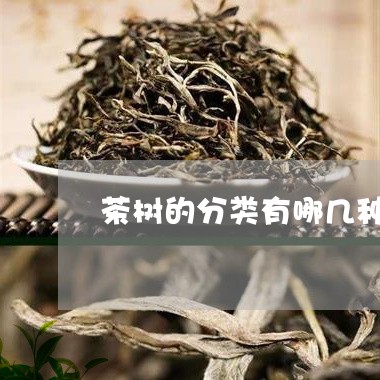 茶树的分类有哪几种/2023041526349