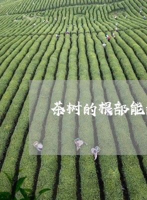 茶树的根部能泡茶吗/2023041676947