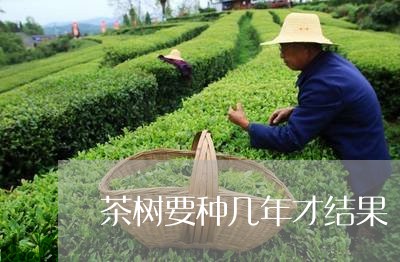 茶树要种几年才结果/2023041682827