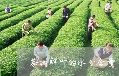 茶树鲜叶的水分含量/2023031939512