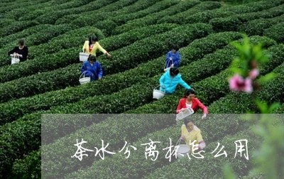 茶水分离杯怎么用/2023032482847