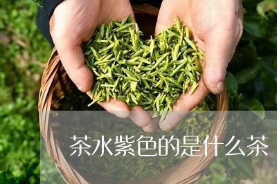 茶水紫色的是什么茶/2023041542028