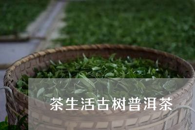 茶生活古树普洱茶/2023031693815