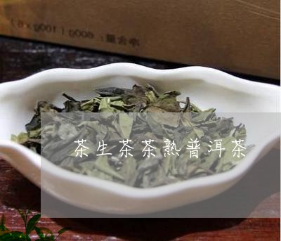 茶生茶茶熟普洱茶/2023041157282