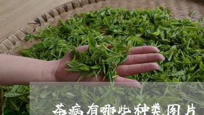 茶病有哪些种类图片/2023041745149