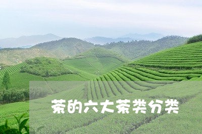 茶的六大茶类分类/2023041328460