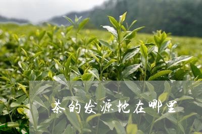 茶的发源地在哪里/2023032568713