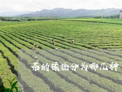 茶的揉捻分为哪几种/2023041701824