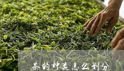 茶的种类怎么划分/2023032474968