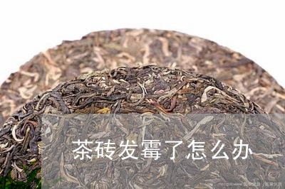 茶砖发霉了怎么办/2023032409260