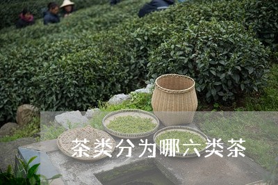 茶类分为哪六类茶/2023032438372