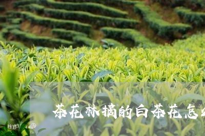 茶花林摘的白茶花怎么吃/2023032777350