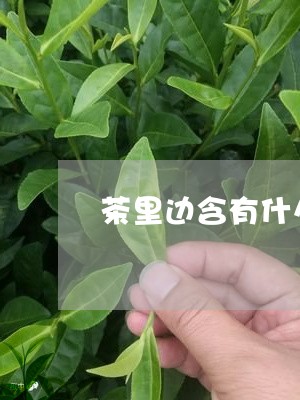 茶里边含有什么成分/2023031912925