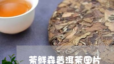 茶鲜森普洱茶图片/2023041154058