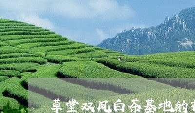 草堂双凤白茶基地的抖音/2023032895158