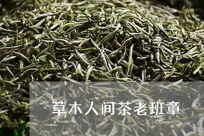 草木人间茶老班章/2023032997270