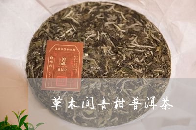 草木间青柑普洱茶/2023040198582