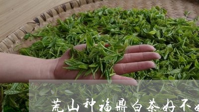 荒山种福鼎白茶好不好喝/2023032870471