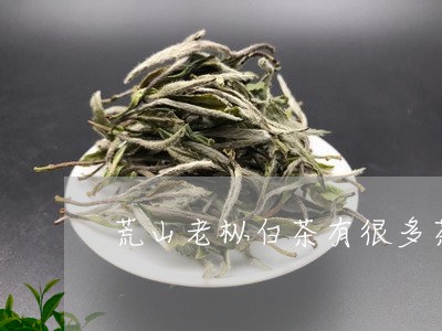 荒山老枞白茶有很多茶梗/2023032877272