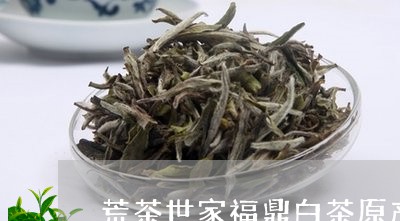 荒茶世家福鼎白茶原产地/2023032821847