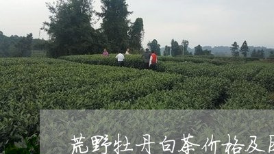 荒野牡丹白茶价格及图片/2023032837250